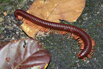 Rusty Giant Millipedes (Trigoniulus corallinus) 