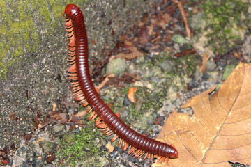 Rusty Giant Millipedes (Trigoniulus corallinus) 