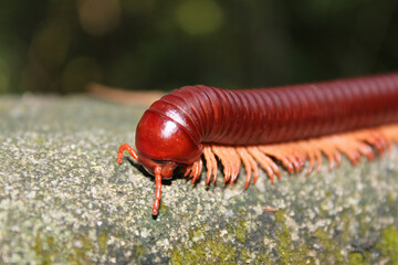 Rusty Giant Millipedes (Trigoniulus corallinus) 