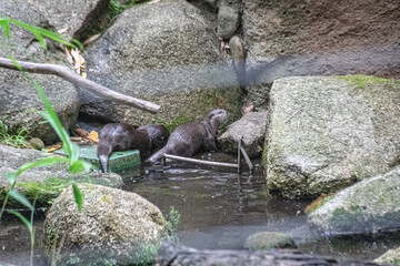 Naklejka na ściany i meble otter in the water