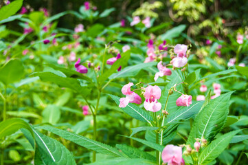 impatiens glandulifera flowers close up on a blurry background