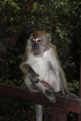Long-tailed macaque (Macaca fascicularis) sitting on fence at Central Catchment Nature Reserve, Singapore