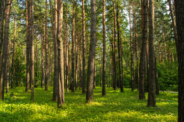 Fototapeta na wymiar Coniferous forest in the sunlight. Tall pines in the Park in the bright sun