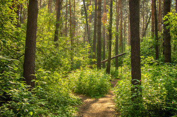 Obraz premium Hiking path in a deep coniferous forest on a Sunny day.