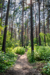 Fototapeta na wymiar Hiking path in a deep coniferous forest on a Sunny day.