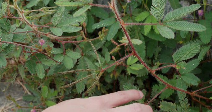 Finger touch on Mimosa pudica plant
