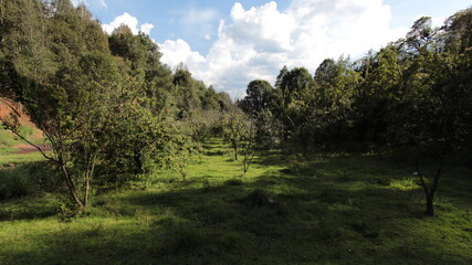 In the forest near the downtown