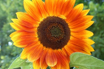Obraz premium Unfiltered sunflower burst