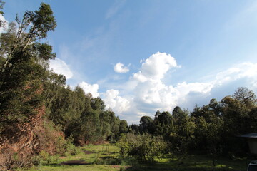 In the forest near the downtown