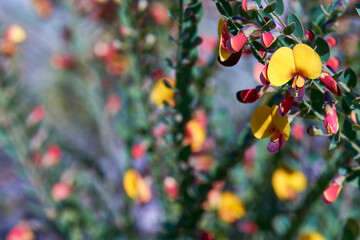 A selective focus floral image of a small coastal shrub - the green leaves interspersed with yellow and red flowers - taken near Wooloweyah Lagoon, Australia.