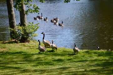 Canada geese at pond