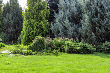 Fototapeta na wymiar Landscaping of the backyard of a private house. Mowed lawn, decorative trees, flower beds.