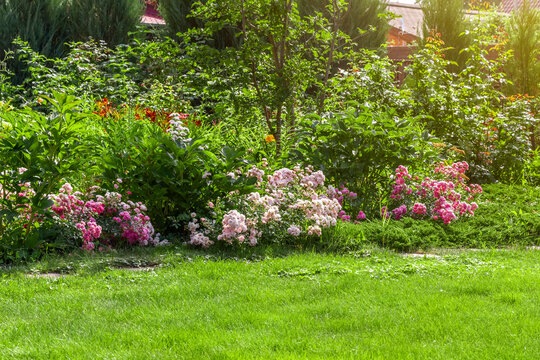 Landscaping of the backyard of a private house. Mowed lawn, decorative trees, flower beds.