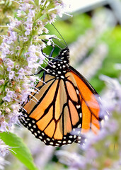 A Monarch (Danaus plexippus) feeding on the nectar of Anise Hyssop flowers (Agastache foeniculum.)  Closeup.  Copy space. 