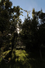 A sunrise in the forest