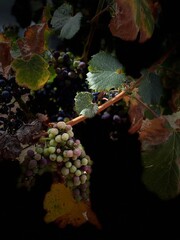 Beauty in the Broken