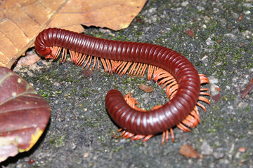 Rusty Giant Millipedes (Trigoniulus corallinus) 