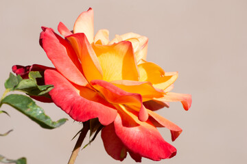 Obraz na płótnie Canvas Yellow Flame Rose