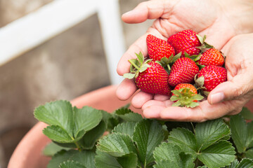 woman holding handful of fresh strawberries - freshly harvested strawberries- home garden-...