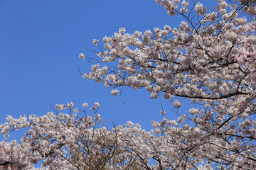 春の風景/満開の桜と青空