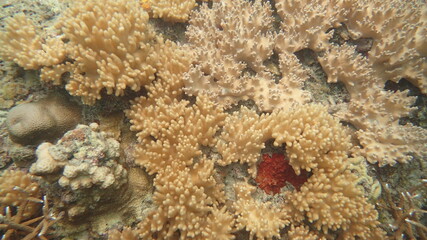 coral reef area at Tioman island, Malaysia