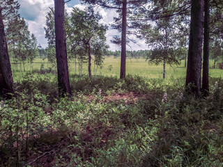 A beautiful field with rare trees and flowers.