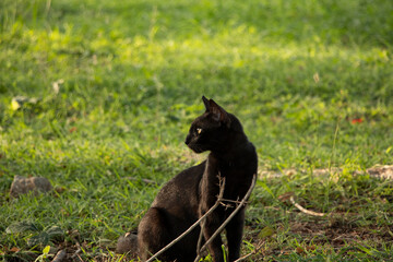 Little panther looking at the sunset