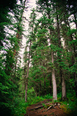 Fototapeta na wymiar forest at the Jasper Canada