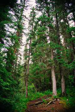 forest at the Jasper Canada © Лариса Пичко