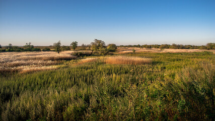 Fototapeta premium autumn field with different herbs
