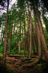 forest at the Jasper Canada