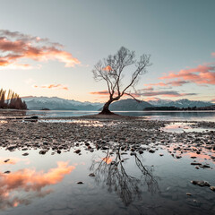 That Wanaka Tree Square