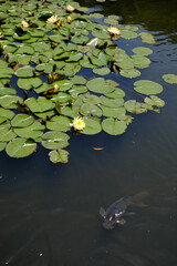 鯉と睡蓮