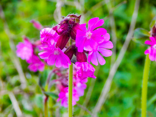 bee on a flower