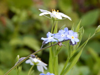forget me not