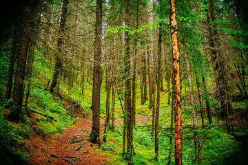 forest at the Jasper Canada