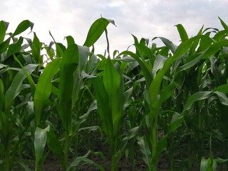 corn field against blue sky