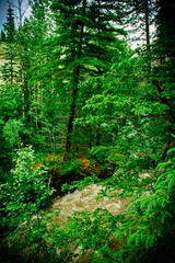 forest at the Jasper Canada