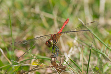 libellule sur herbe