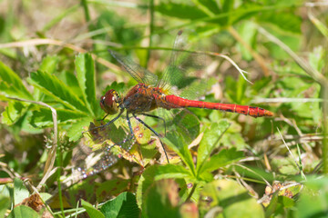 libellule posée