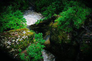 green moss-covered with moss