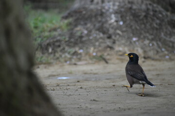 Fototapeta premium black winged blackbird