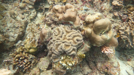 coral reef area at Tioman island, Malaysia