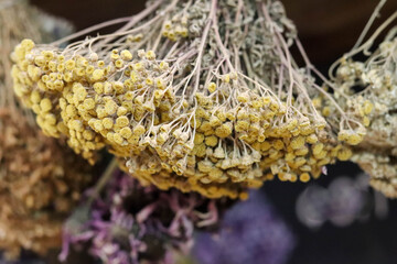 bunch of dried flowers. Hanging bouquets of dried medicinal herbs and flowers. Herbal medicine.