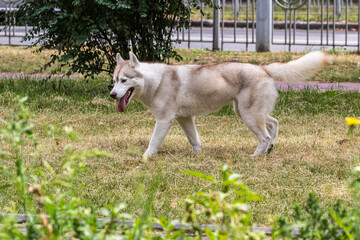 A beautiful Siberian husky dog runs during a morning walk in a city park. A popular breed of dog....