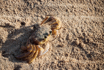 crab at sunrise