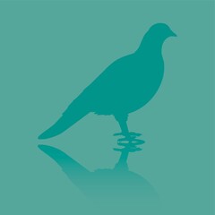 pigeon