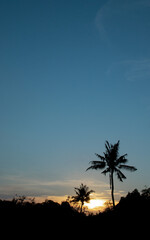nature Silhouette tree at sunset
