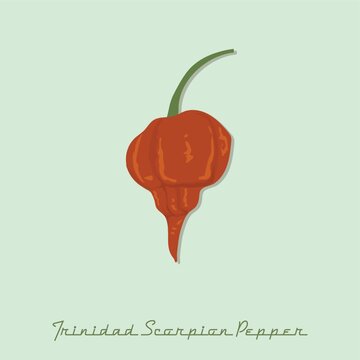 trinidad scorpion pepper