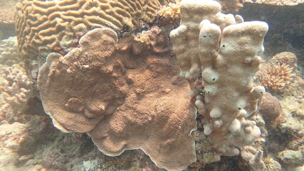 coral reef area at Tioman island, Malaysia